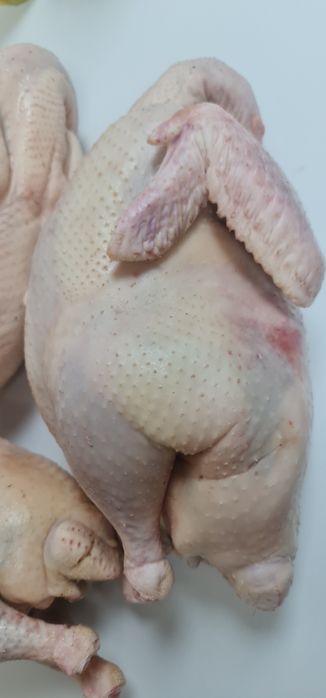 Продам мясо домашней  индейки.Каспий ред,кредит!