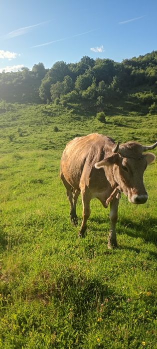 Vând vaca brună de Maramureș