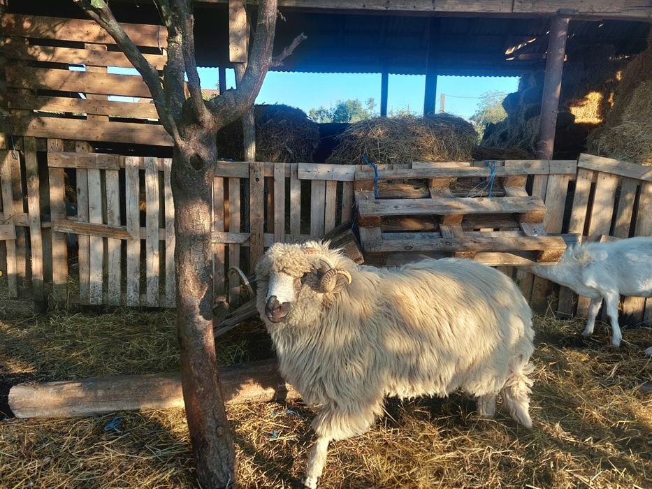 Berbec țurcan de vânzare de 8 luni