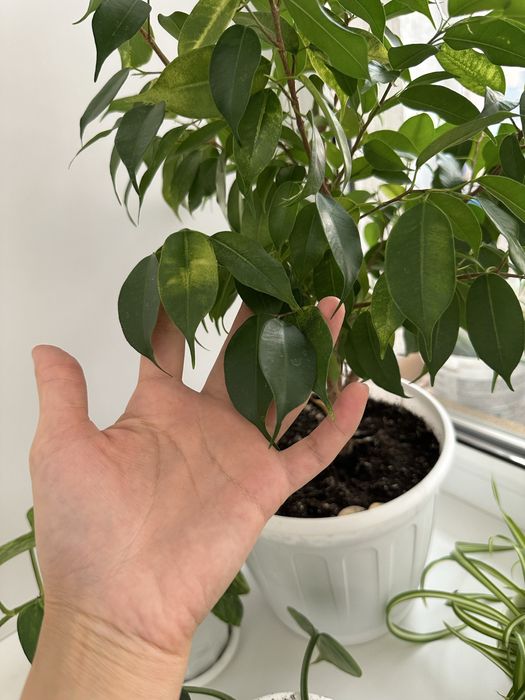 Фикус бенджамина наташа