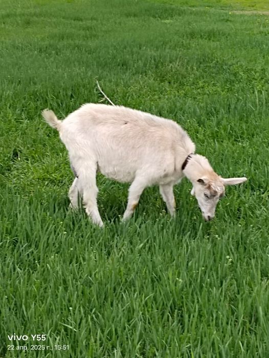 Продам дойных коз