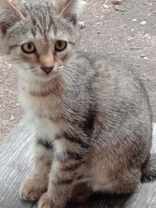 Одам котят в добрые руки,срочно