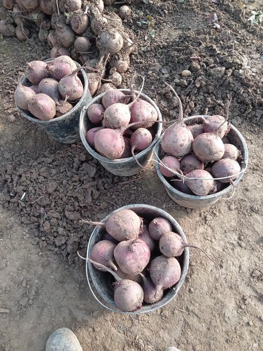 Sfecla rosie,calitate,cantitate