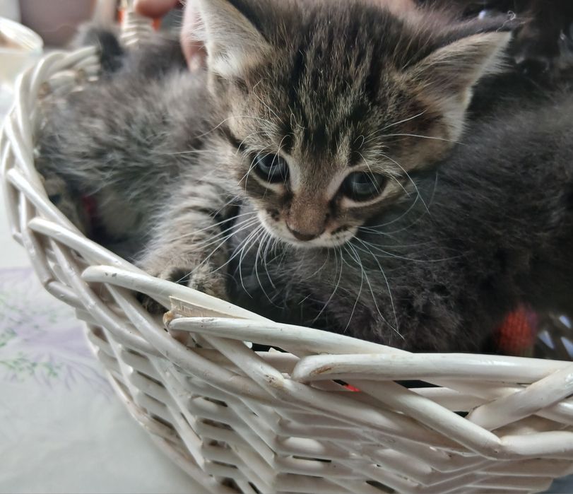 Продам активных котят