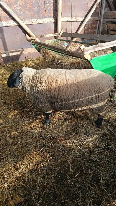 Vând berbec Suffolk