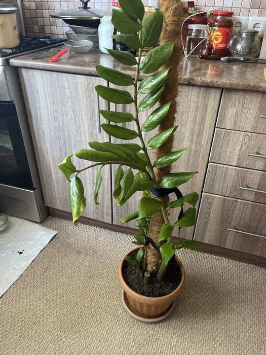 Замиокулькас продам