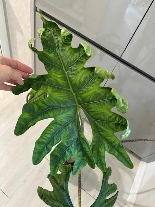 Клубни, детки алоказий