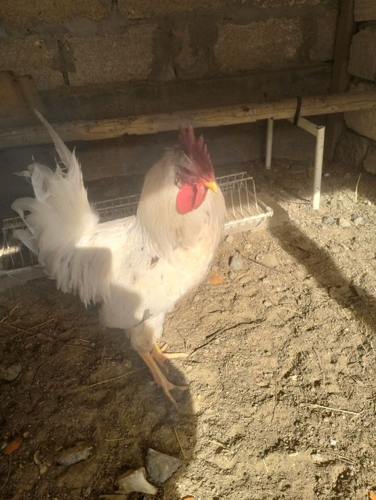 Әтеш сатылады бағасы 3 мың теңге