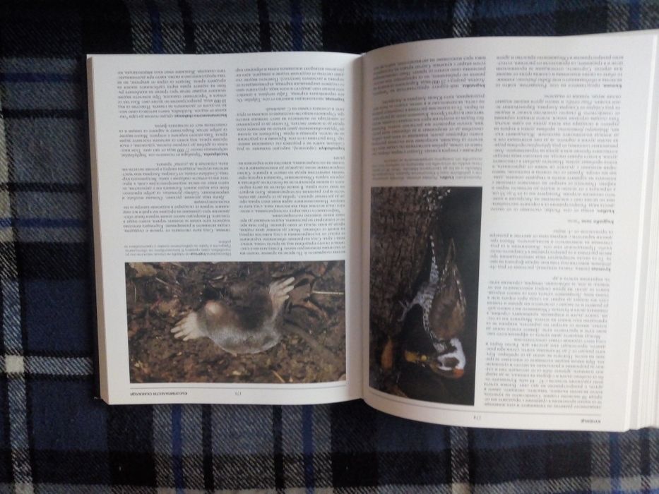 Енциклопедия Оксфорд