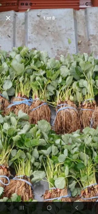 Продавам разсад ягоди и малини