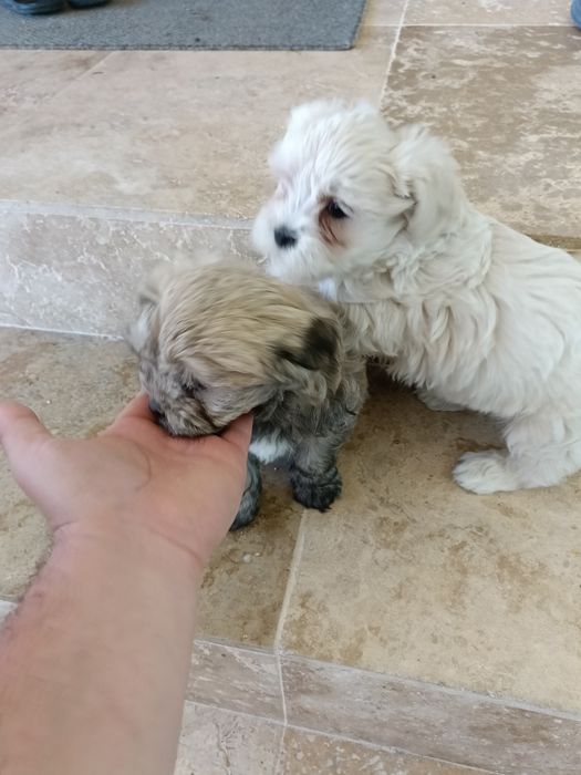 Bichon bischon bison