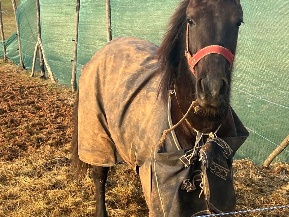 Каракачанска кобила.