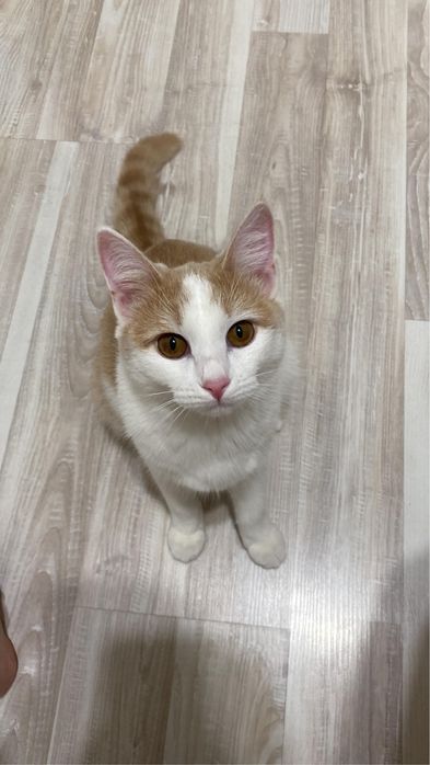 Отдам кошку в добрые руки