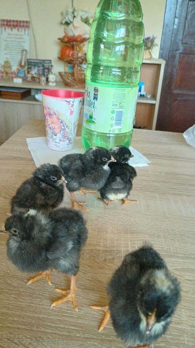 Pui Plymouth rock barat