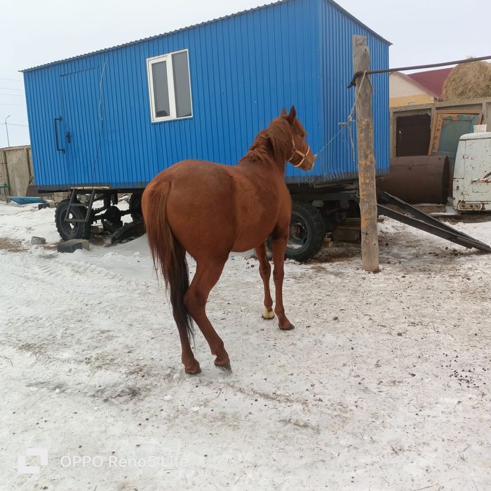 Таза қанды Айғыр