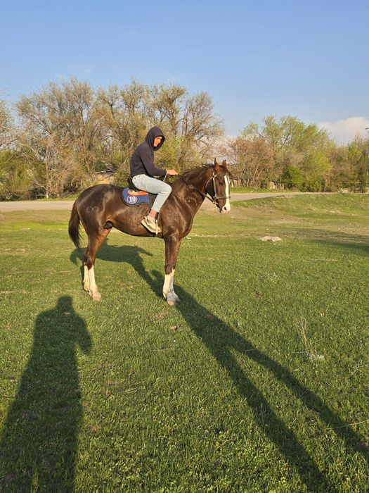 Жеребец Айгыр Лошадь