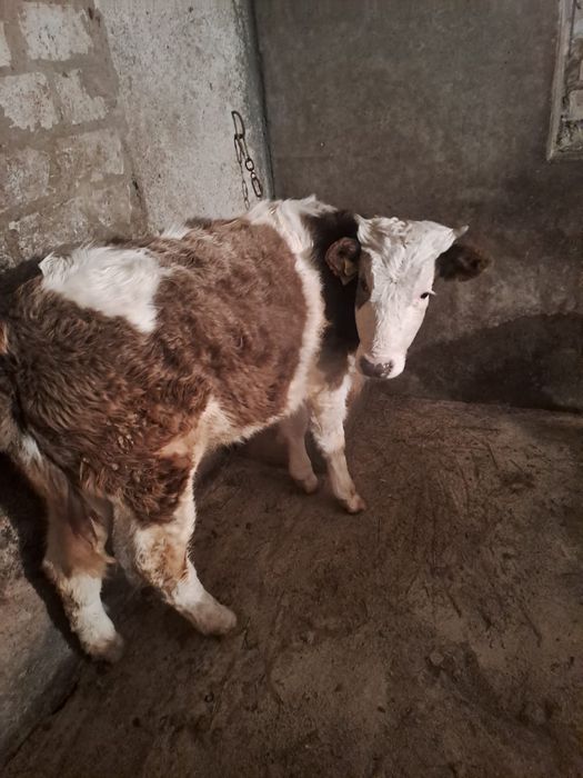 Продам сельхозживотное