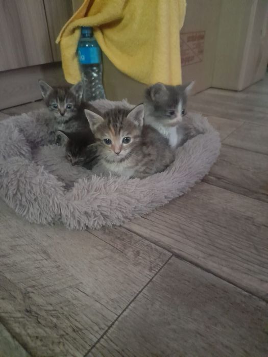 Отдам маленьких котят