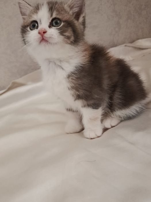 Кошка пародисты..