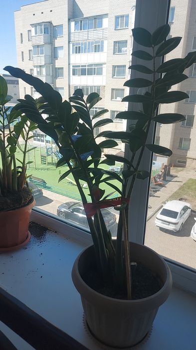 Продам цветы самовывоз