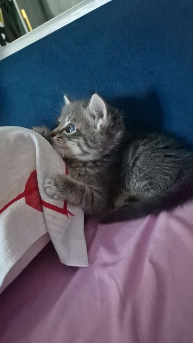Котенок мальчик продам