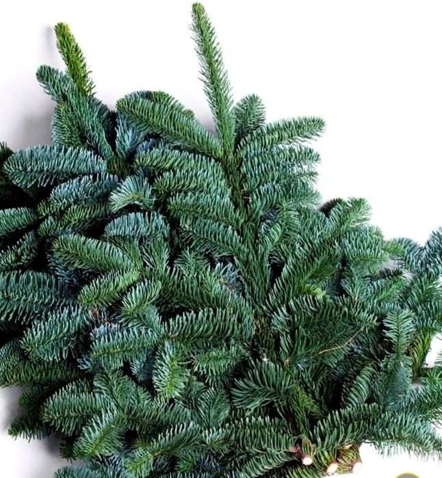 Продаётся  Нобилис