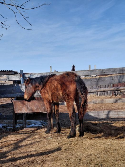 Лошадь 1год обмен на крс