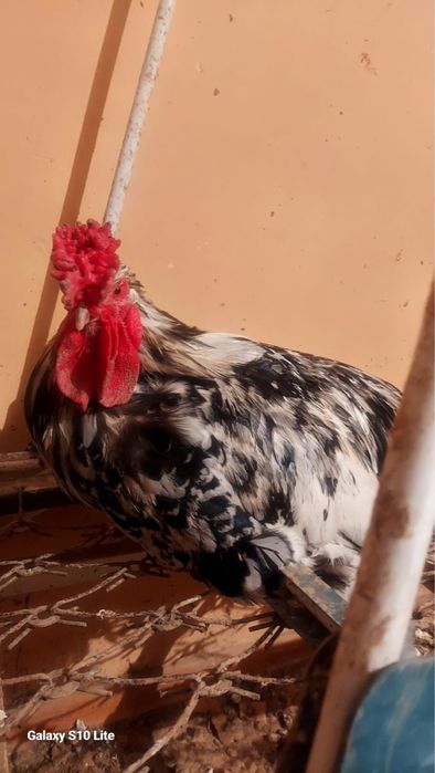 Екі қораз екі Мекені бар