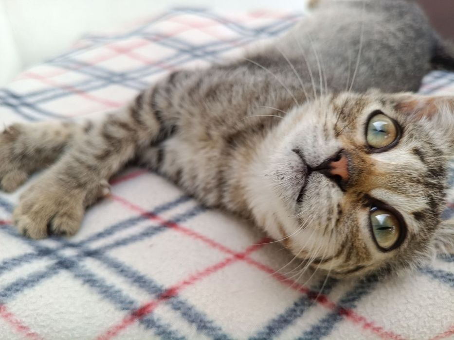 Маленький котенок
