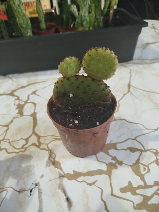 Кактусы маленькие