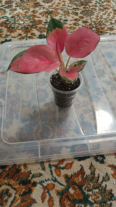 Домашний растения