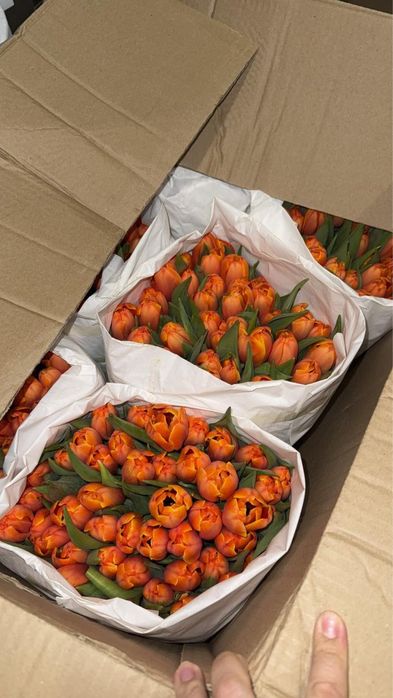 Свежие Тюльпаны на 8 Марта