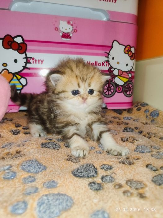 Продается Скоттиш страйт ХАЙЛЕНД