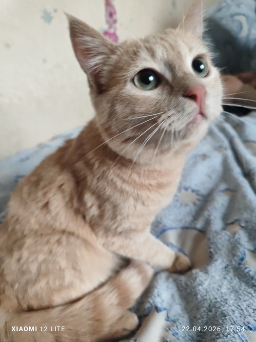 Отдам девочку в заботливые добрые руки