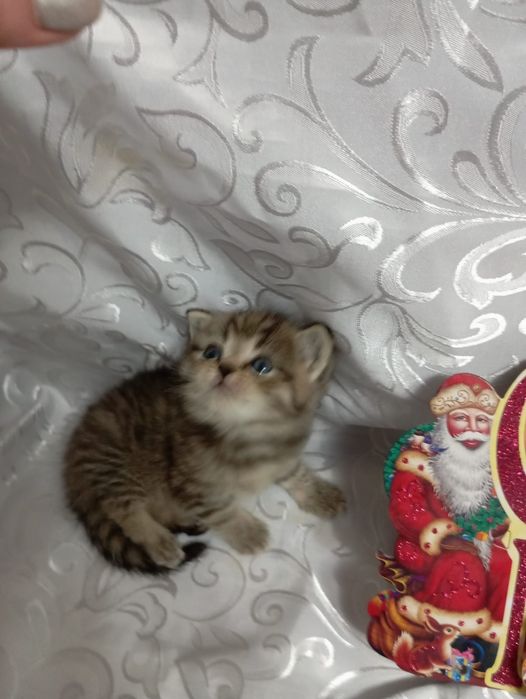 Продаю котят очень милые