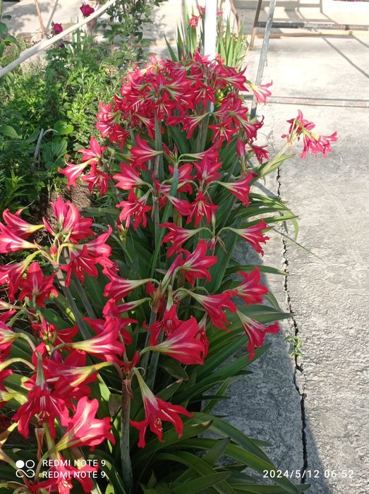 Россиядан келтирилган сортли гуллар бор сотувга