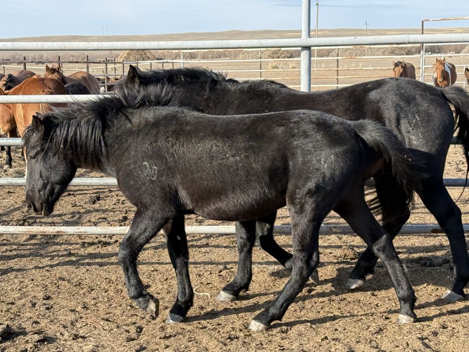 Айғыр айгир жеребец