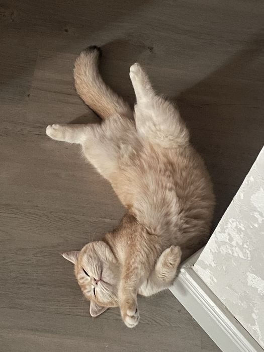 Котенка породистого прадам