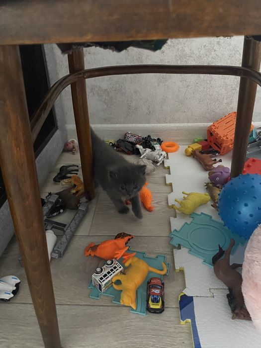 Отдам Кота в Добрые руки