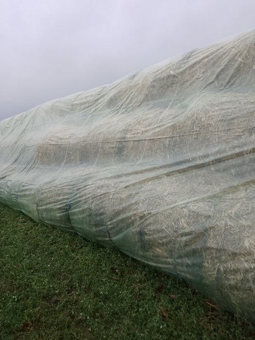 Vînd baloți de trifoi