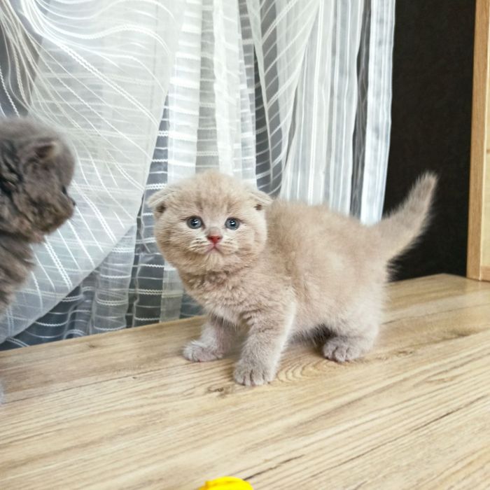 Продаются Шотландские котодетки