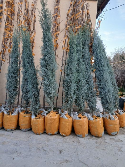 Archalar bor har hil turdagi