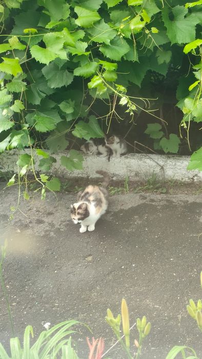 Котята очень красивые!