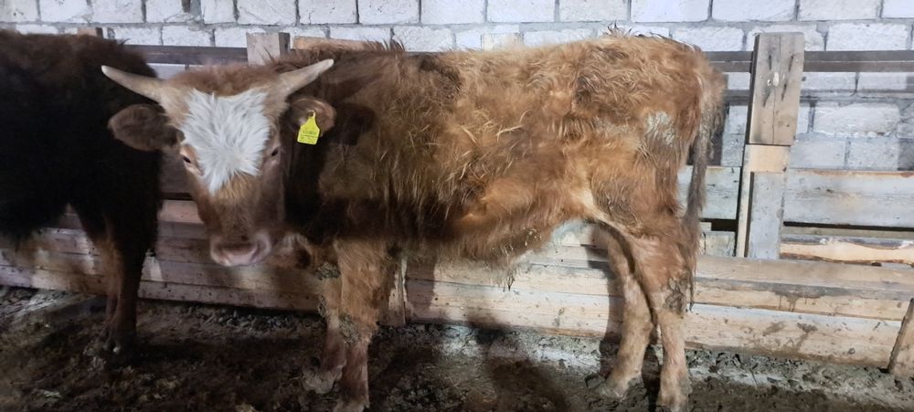 4 бас еркек баспақ сатылады