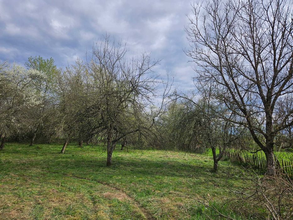 Casă Tradițională din Lemn de Stejar