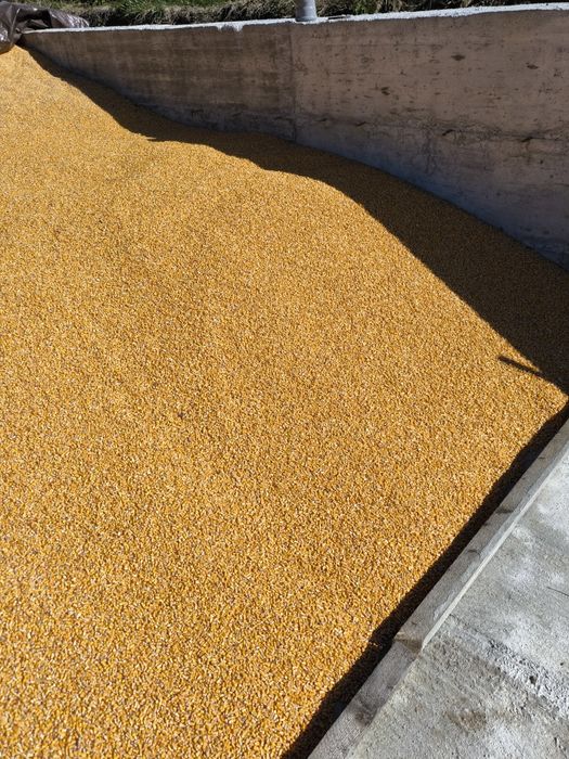 Porumb 1200/t  grâu 1100/t orz 1350/t transport gratuit vrac