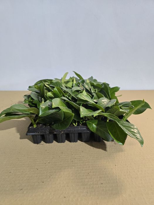 Laur Englezesc Novita 5-10cm , Alveolă