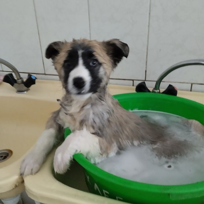 Отдам в добрые руки