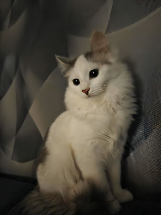 Киса  в добрые ручки.