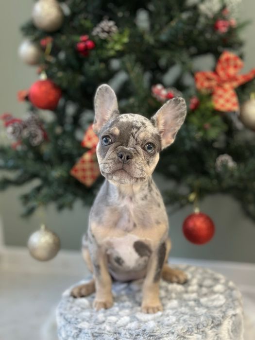 Френски булдог цвят Мерле